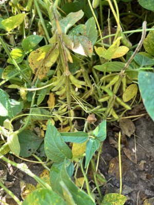 IMG_6376.jpeg IMG_6376.jpeg