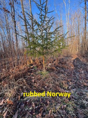 IMG_6762.JPEG IMG_6762.JPEG