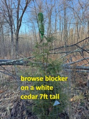 IMG_6764.JPEG IMG_6764.JPEG