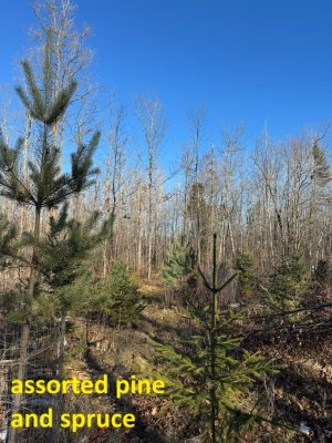 IMG_6777.JPEG IMG_6777.JPEG