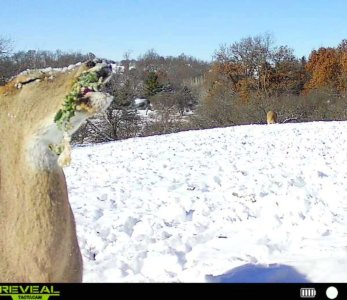 deer brassica eat copy 1a.jpg deer brassica eat copy 1a.jpg