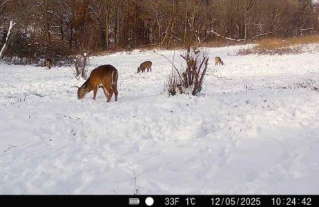 deer pit resize - Copy.jpg deer pit resize - Copy.jpg