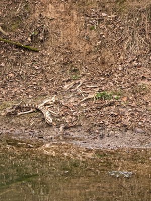 IMG_9461.jpeg IMG_9461.jpeg