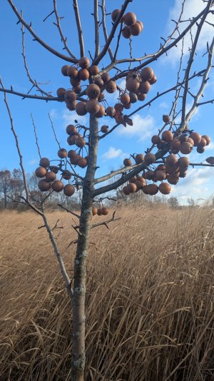 PXL_20251123_144404337.MP.jpg PXL_20251123_144404337.MP.jpg