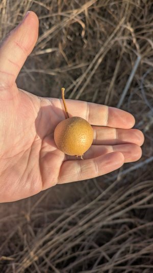 PXL_20251123_144413134.MP.jpg PXL_20251123_144413134.MP.jpg