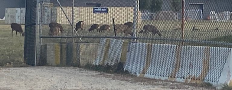 IMG_0243.jpg IMG_0243.jpg