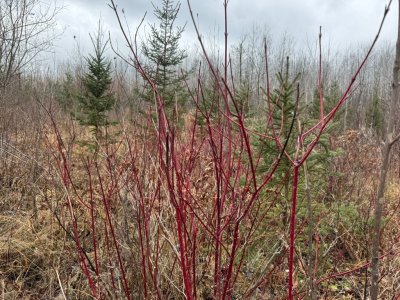 IMG_6703.JPEG IMG_6703.JPEG