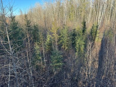 IMG_6794.JPEG IMG_6794.JPEG