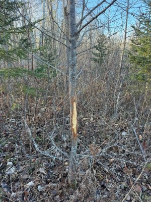 IMG_6796.JPEG IMG_6796.JPEG