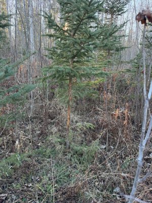 IMG_6804.JPEG IMG_6804.JPEG