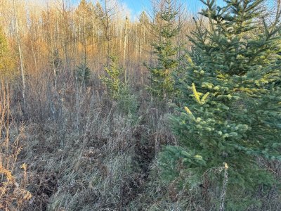 IMG_6813.JPEG IMG_6813.JPEG