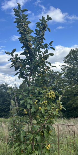 1765374186203.jpeg 1765374186203.jpeg