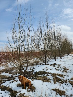7 year old laurel leaf willow cutting.jpg