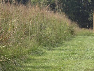 Tall nwsg at blind.jpg