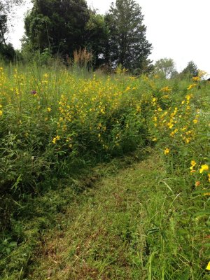 trail through thick cover 2.jpg