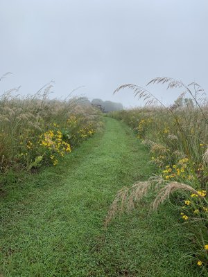 foggy road to blind with yellow flowers.jpg