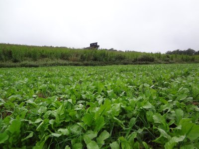 tower blind with grass and plot.JPG