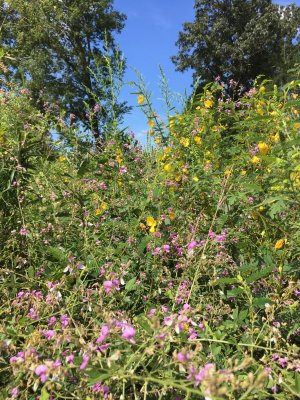 tobacco patch with sticktight-2.jpg