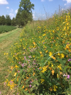 tobacco patch with sticktight.jpg