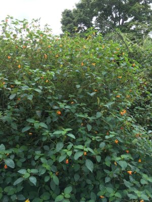 jewelweed wall.jpg