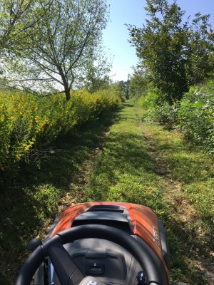 prairie joins tree planting.jpg