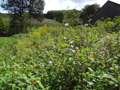 forb garden with barn in background.JPG