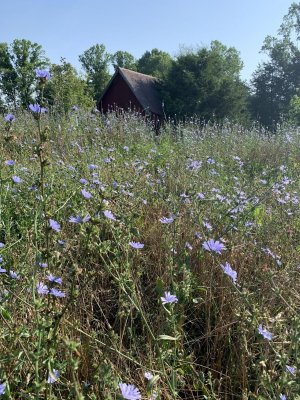 chicory at hen house.jpg