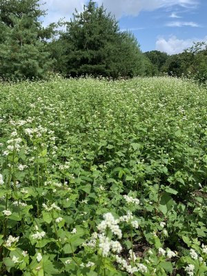 buckwheat in new trees.jpg