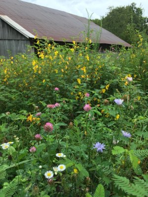 barn with clover and chicory.jpg