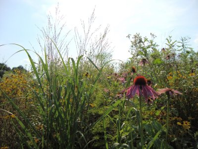early habitat with coneflower.jpg