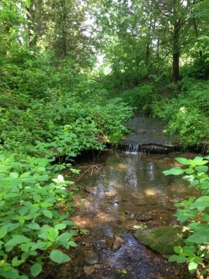 stream corridor.jpg