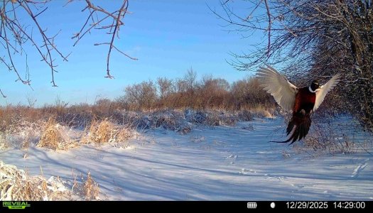 Screenshot_20251229_152955_Reveal.jpg Screenshot_20251229_152955_Reveal.jpg