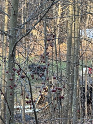 roadkill crab winter.jpg