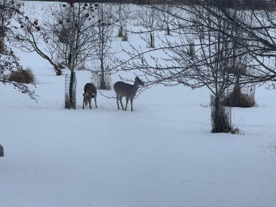 IMG_1518.jpeg IMG_1518.jpeg