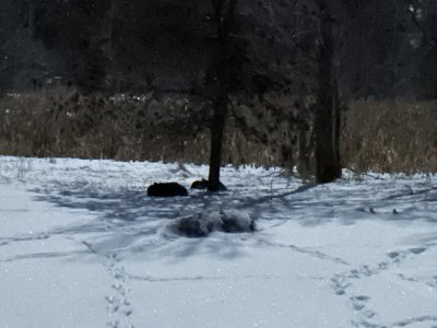 IMG_1525.jpeg IMG_1525.jpeg