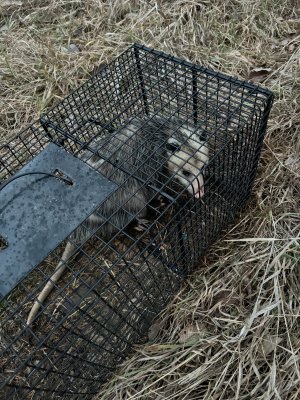 possum.jpg