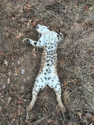 bobcat belly.jpg