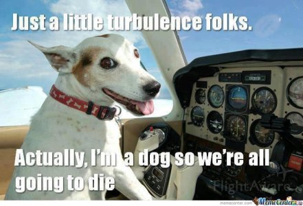 dogplane.jpg