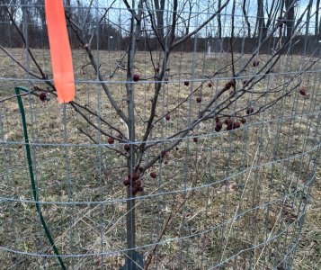 IMG_1946.jpeg IMG_1946.jpeg