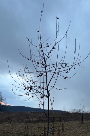 IMG_1948.jpeg IMG_1948.jpeg