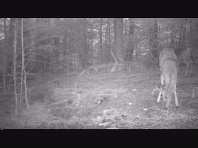 65comp.gif 65comp.gif