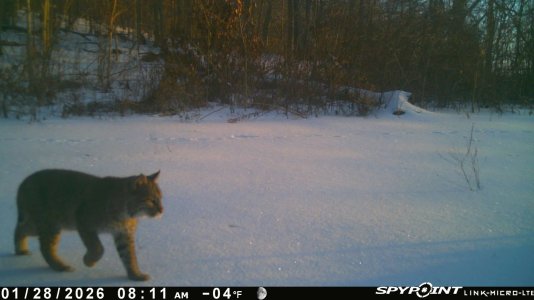 1-28-2026 spypoint.jpg