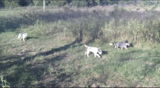 Screenshot 2026-02-01 at 8.41.59 AM.png