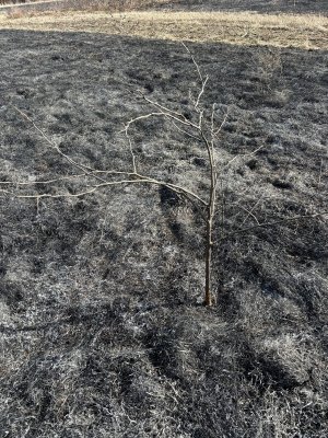 seedling locust after fire.jpg