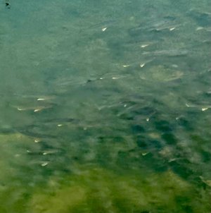 IMG_6436.jpeg IMG_6436.jpeg