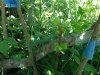 cleft graft under a blueberry bush.jpg
