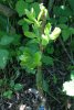 another cleft graft under a blueberry bush.jpg