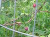 DSCN2742.JPG