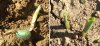 young corn.jpg