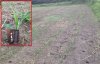 young corn 2.jpg